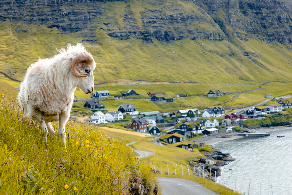 Sheep,On,Vagar,Island.,Faroe,Islands.